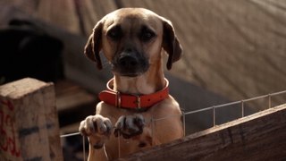 Un refugio improvisado acoge miles de mascotas perdidas en las inundaciones en Rio Grande do Sul