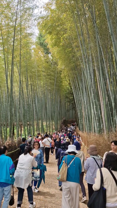 foresta di bamboo Giappone