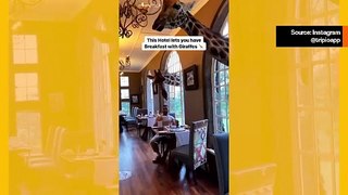 Video: tutustu hotelliin, jossa vieraat voivat nauttia aamiaista kirahvien kanssa