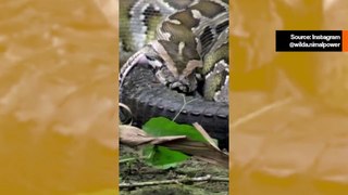 Vaikuttava video näyttää valtavan käärmeen nielaisevan krokotiilin