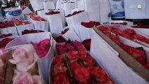 Congelan rosas para que sobrevivan en el camino hasta llegar a las madres tapatías