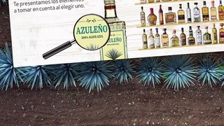 Mejores y peores marcas de tequila