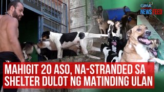 Mahigit 20 aso, na-stranded sa shelter dulot ng matinding ulan | GMA Integrated Newsfeed