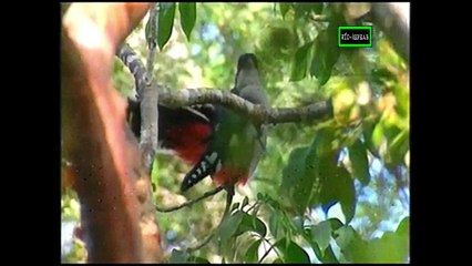 La Perla Negra - Documental (2001) - Español Parte 3