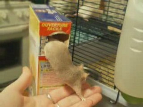 Mes Souris rodentia skyblog rongeurs animaux