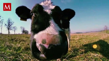 Ternero de dos cabezas asombraron su nacimiento en España