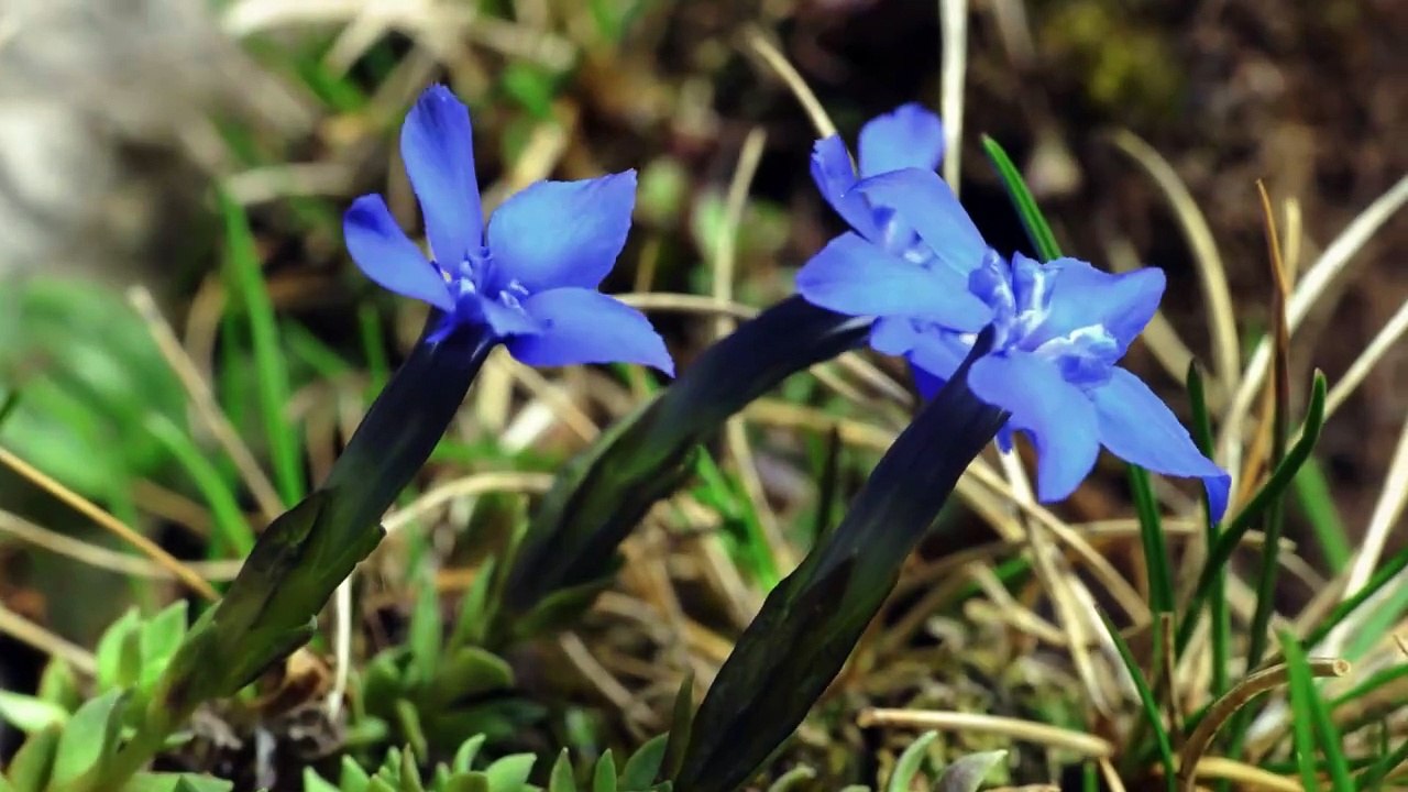 Heimat Natur | movie | 2021 | Official Trailer