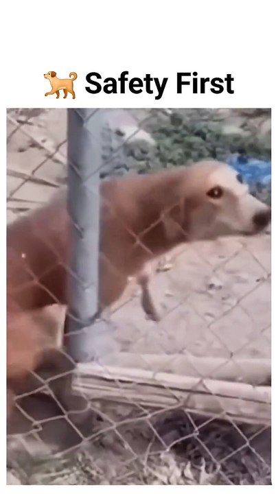 Dog    Sorry bro I was late for Work