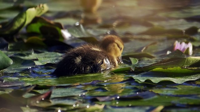 Explorando o Paraíso - Um Patinho Bebé em um lago repleto de flores de Lótus!