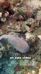 LOS EXTRAÑOS DELFINES