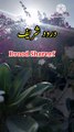 Drood Shareef | Tilawat quran | Beautiful voice | Learn Quran
