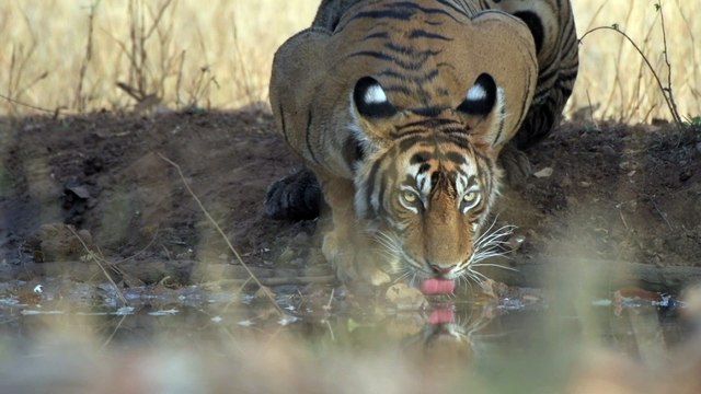 Momento Sereno - Observando um Tigre Jovem a Beber Água!