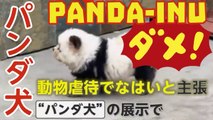 パンダ犬 ：動物虐待ではいと主張 ！Cane panda, maltrattamento per l’animale? Is it cruently for dog?