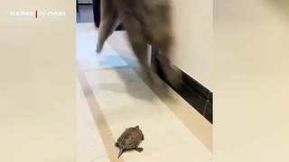 Kaplumbağa görünce aklı çıkan ev kedisinin görüntüleri kahkahaya boğdu