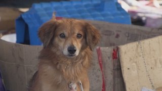 Makeshift shelter saves hundreds of dogs as floods devastate southern Brazil
