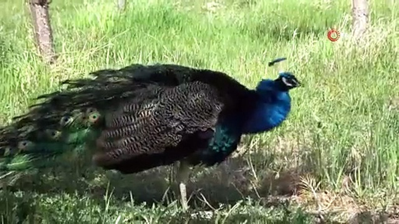 Tavus kuşları Van YYÜ’nün kalıcı misafirleri oldu