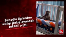 Peluş oyuncak taklidi yapan kedi