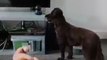 Mummy's affectionate words prompt heartwarming howl from loyal doggo