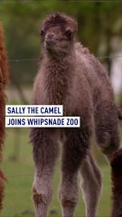 Sally the Bactrian camel joins Whipsnade Zoo!
