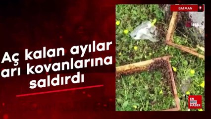 Batman’da aç kalan ayılar arı kovanlarına saldırdı