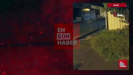 Bursa'da sokakta gezen tilki görüntülendi