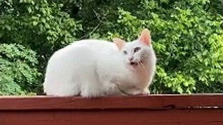 Snowball White Cat Loves to Attract Attention