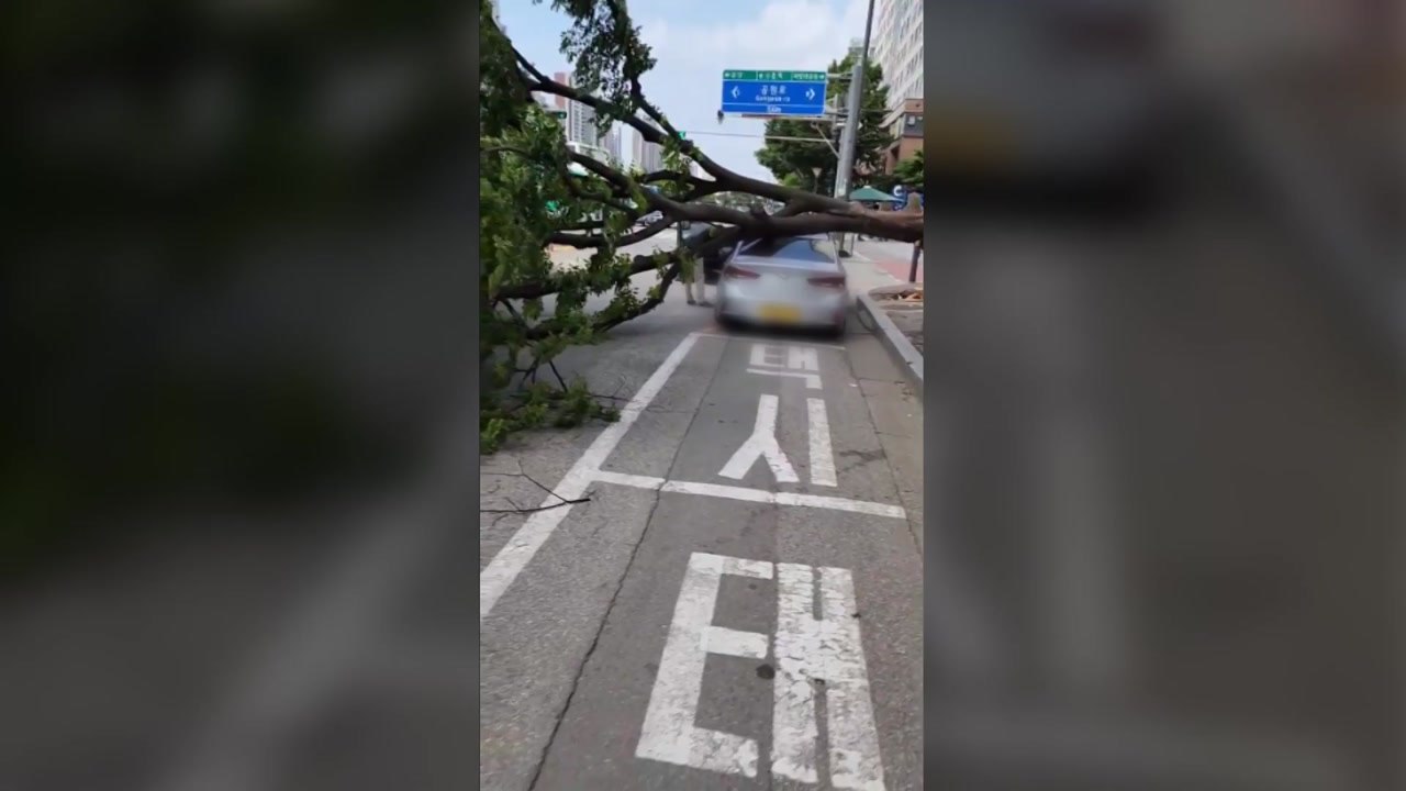 "뿌지직하더니 쿵"...강풍에 쓰러진 가로수 택시 덮쳐 / YTN