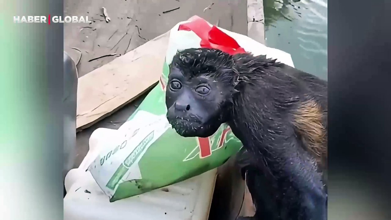 Gezintiye çıktığı kayığına atlayan ilginç canlı şaşırttı: "O ne la, yemezsin dimi beni"