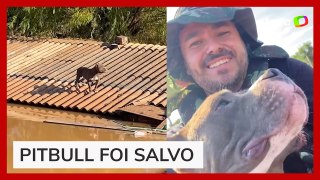 Cão pitbull é resgatado após ficar seis dias ilhado em telhado no Rio Grande do Sul