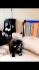 Funny Animal Videos Of The Day 0038!  #fyp #memes #memedaily #dankmemes