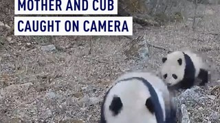 Wild giant panda mother and cub caught on camera