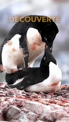 Les Manchots Adélie : Espèce Australienne 🐧