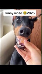 Funny video | Funny animals | Try not to laugh  #funny #funnyvideos