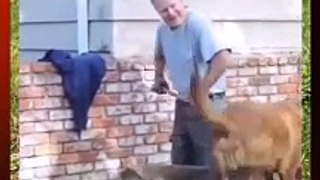 Funny cat and dog   video 