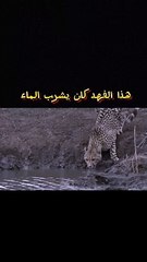 تمساح ضخم يصطاد فهم