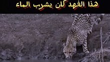 تمساح ضخم يصطاد فهم