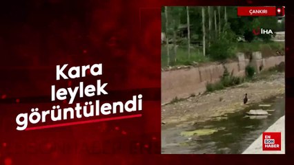 Çankırı'da kara leylek görüntülendi