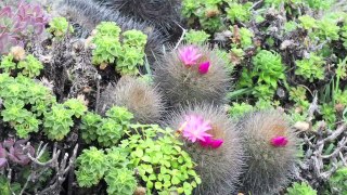 'PROTEGE LOS MOLLES' (Documental), Salvemos la Reserva Puquén.