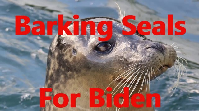 Barking Seals for Biden