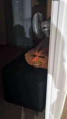 Seeing Faces in Everyday Objects - Part 20