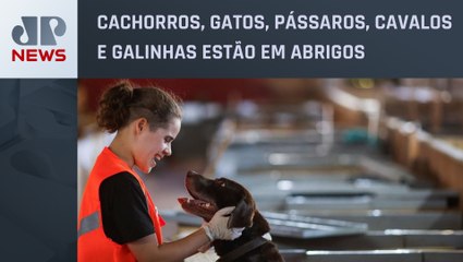 Mais de 10 mil animais de estimação foram resgatados das enchentes no RS