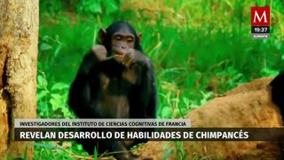 Un estudio revela el desarrollo de habilidades en chimpancés