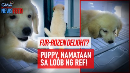 Download Video: Fur-rozen delight? Puppy, namataan sa loob ng ref! | GMA Integrated Newsfeed