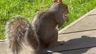 Squirrel Leisurely Eats Peanuts in Backyard
