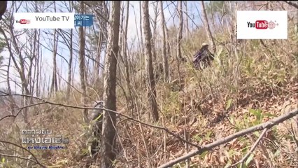 ความลับแห่งเอเชีย ชุด Korea Hunter ตอน น้ำหวานที่ได้จากต้นไม้