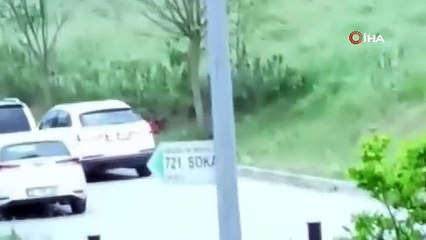 Aç kalan domuz sürüsü şehre indi vatandaşlar kovaladı! O anlar kamerada
