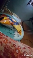 kitty scared biscuits