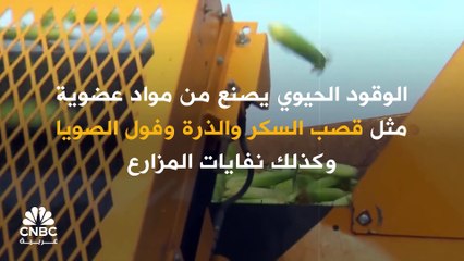 الوقود الحيوي منخفض الكربون.. وقود المستقبل الأخضر