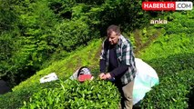 Rize'de Siyasi Parti ve Ziraat Odası Başkanlarından Çay Fiyatına Tepki