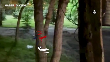 Aç kalan tilki parkta yiyecek ararken görüntülendi